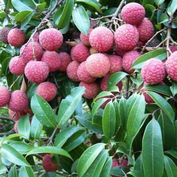 綠色農(nóng)產(chǎn)品云商城 新鮮蔬菜零售新模式